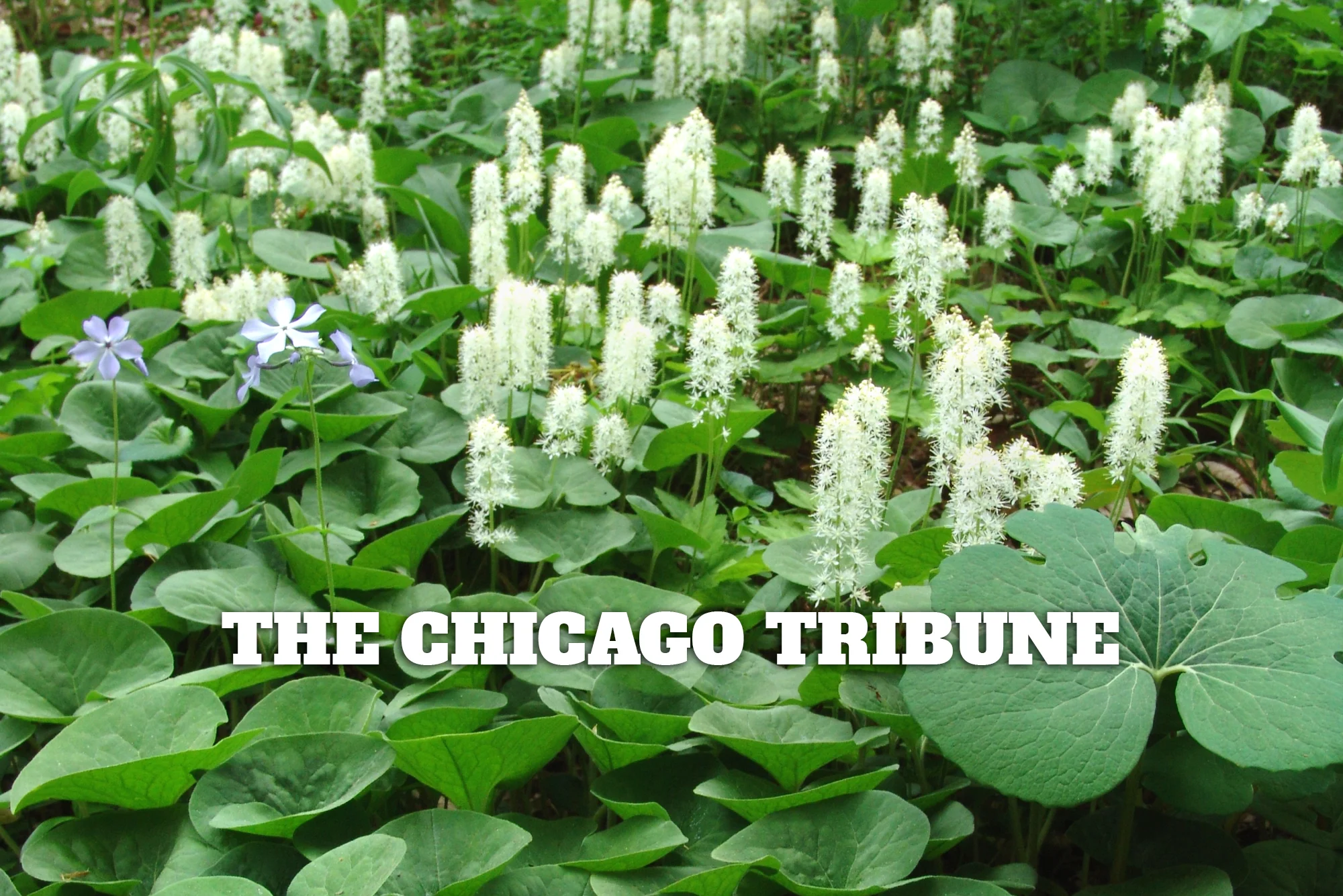 " Gardening in a 'post-wild' world : Book plants ideas for a new approach" by Barbara Mahany for the Chicago Tribune