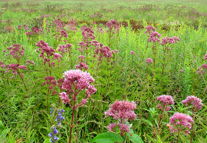 Plants are social. The layered structure of naturally occurring plant communities was the inspiration for the book. Photo by Claudia West.