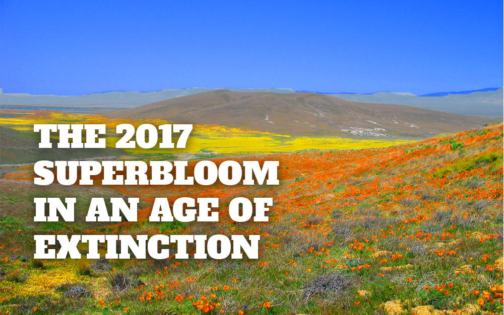 The Superbloom in an Age of Extinction