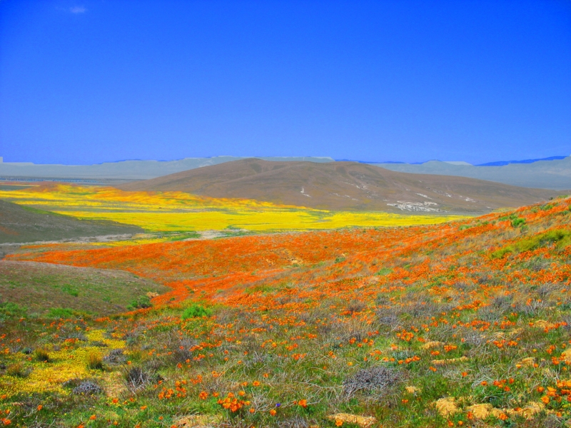  Antelope Valley Wildflower Preserve 