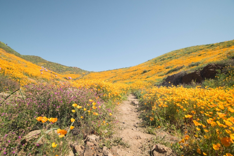 2017_California_Super_Bloom_-_California_Poppies.jpg