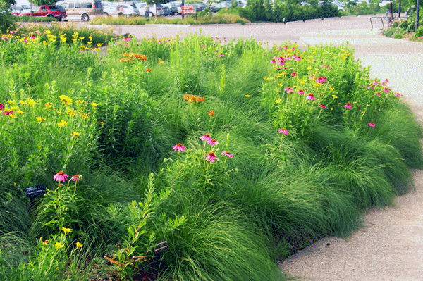 While not as complex as a naturally-occurring prairie, this designed planting at the Morton Arboretum provides a range of much needed ecosystem services.