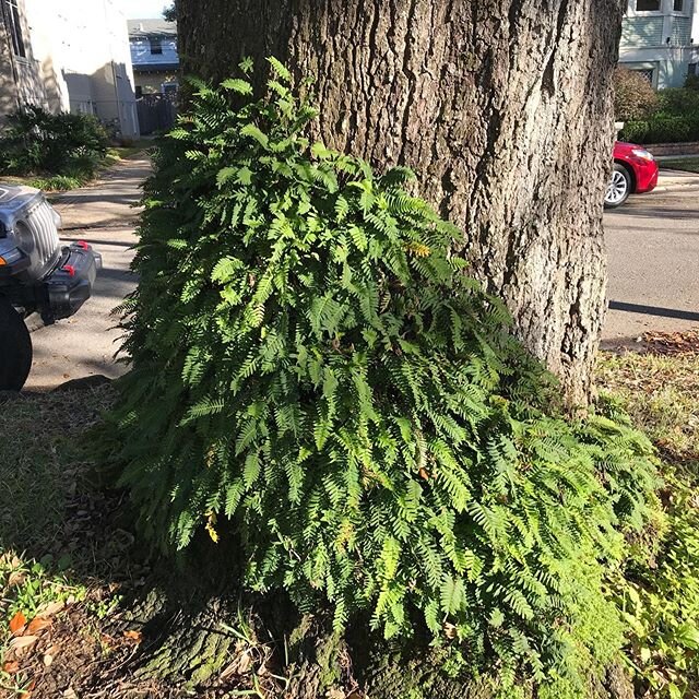 Resurrection fern ❤️