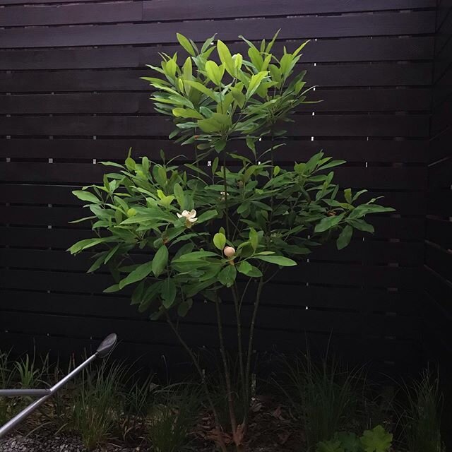 Just a baby, but been enjoying the tones of green on this Magnolia in our new garden space. Right at dusk.