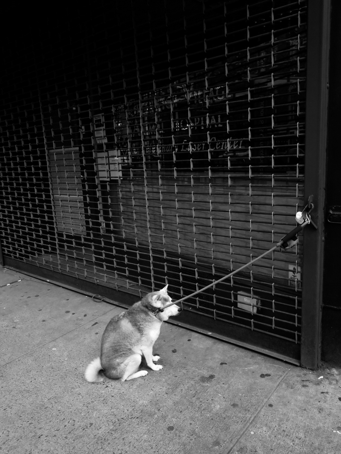 Dog Tied to Veterinarian Hospital, 20x16", digital print