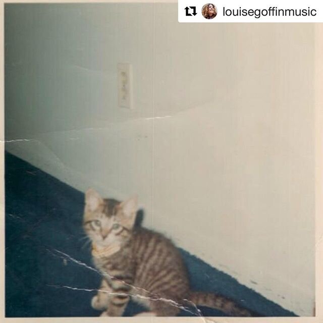 The kitten who became the cat ⁠
on the cover of Tapestry! ⁠
⁠
His name was Telemachos, named after Ulysses&rsquo; son, in a James Joyce classic, the Iliad. ⁠
⁠
#TBT