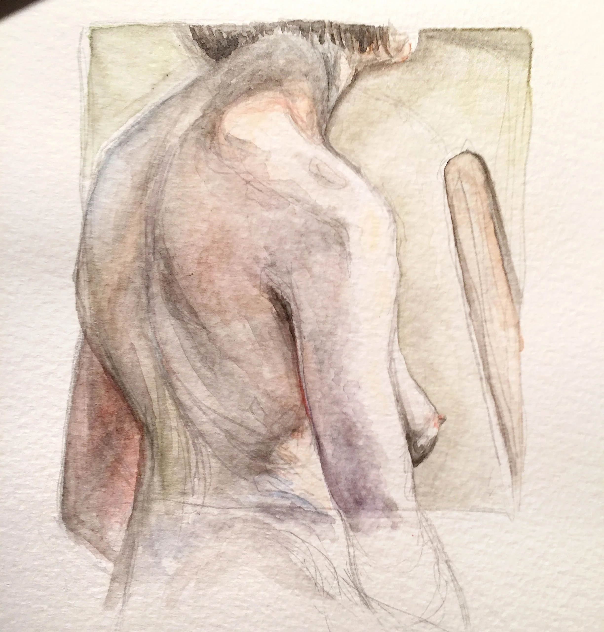   Model Study: Colors in the Flesh  5"x7", watercolor on paper 2016 