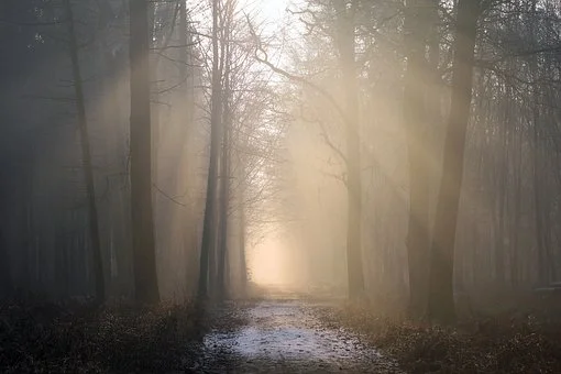 blog forest.jpg
