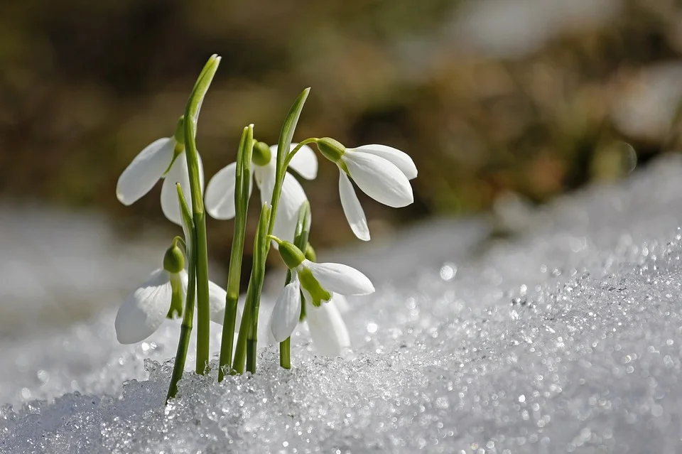 snowdrops.jpg