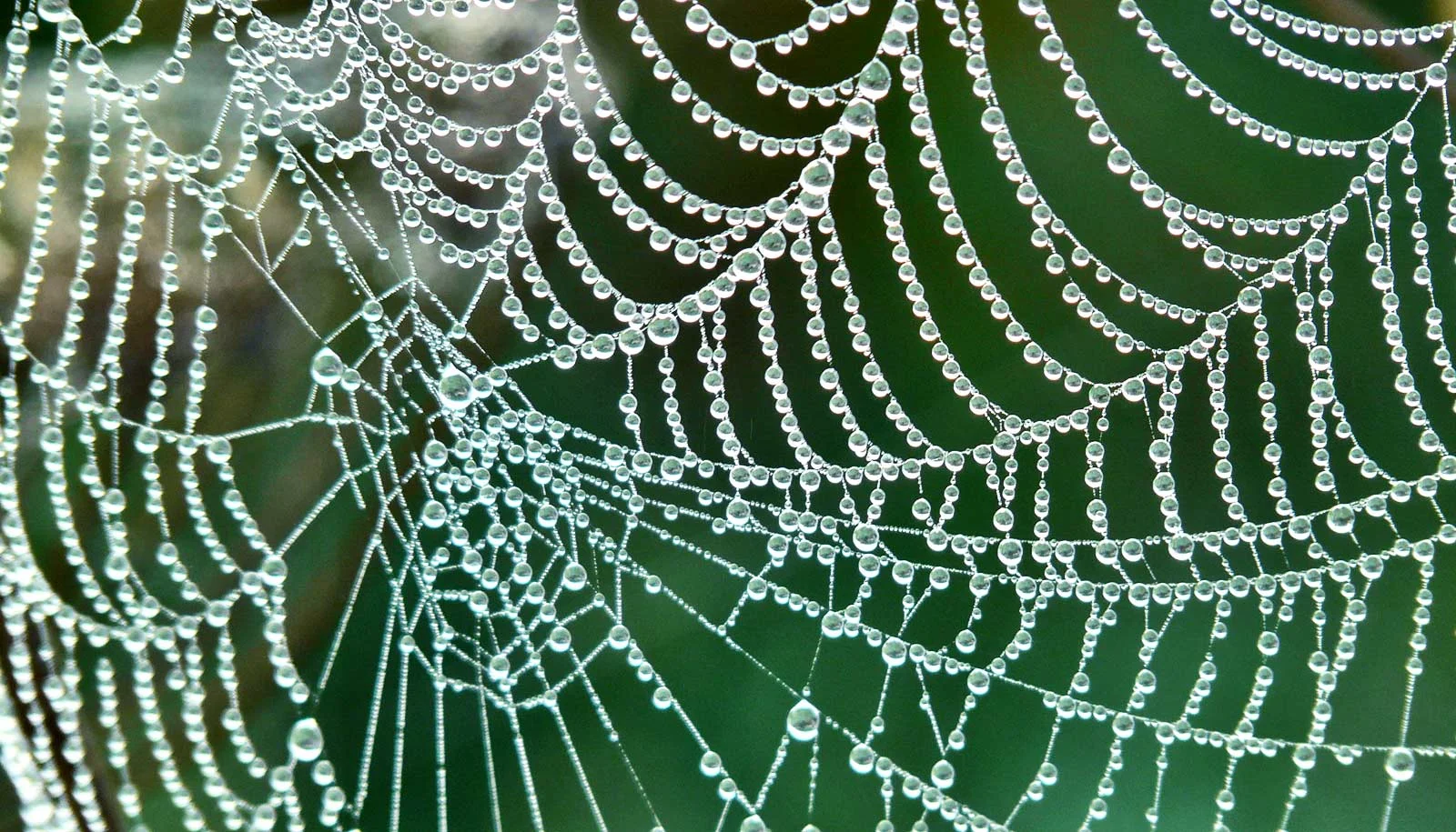 NL Feb 19 spider web.jpg