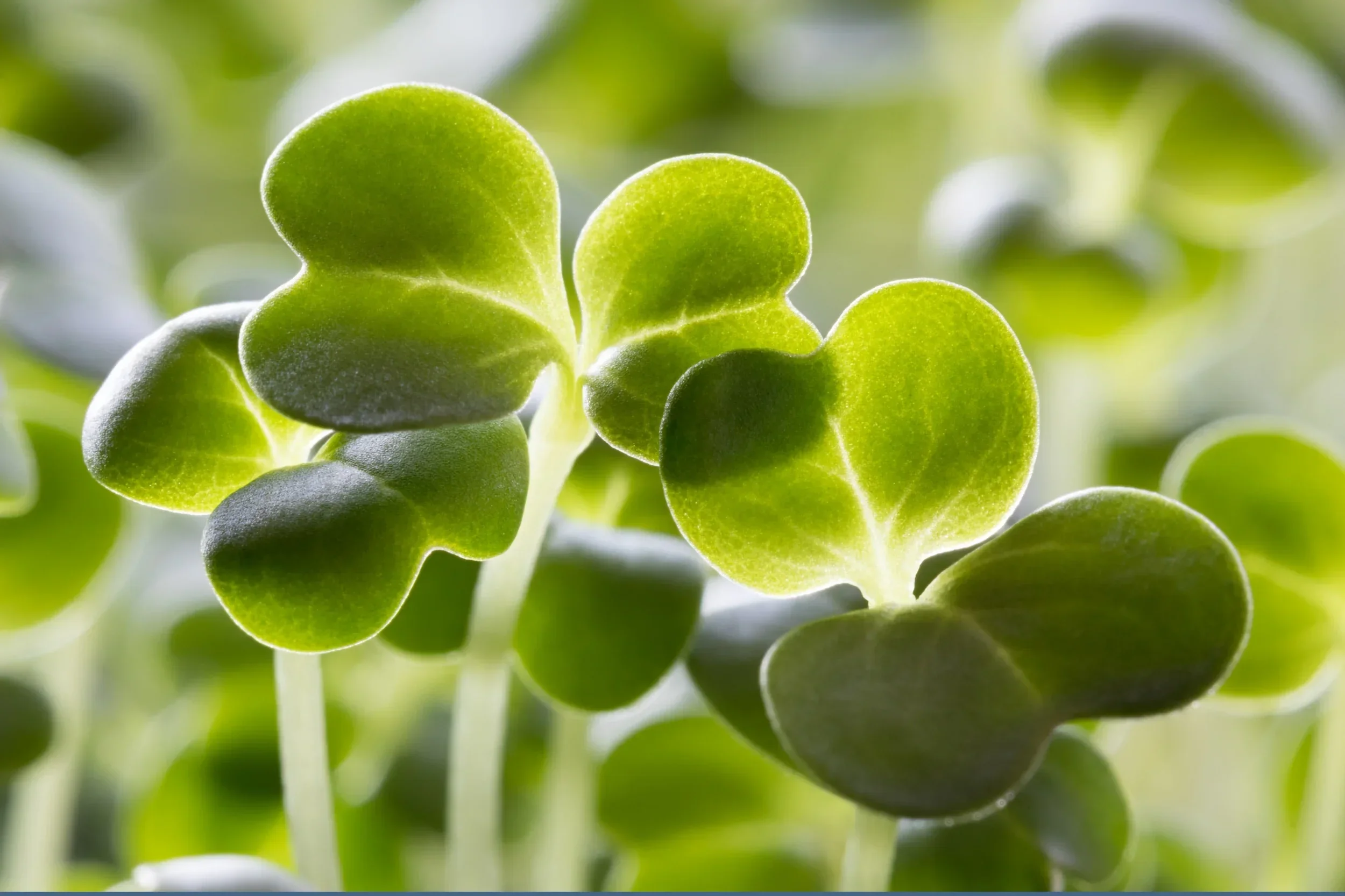 sprouts.webp