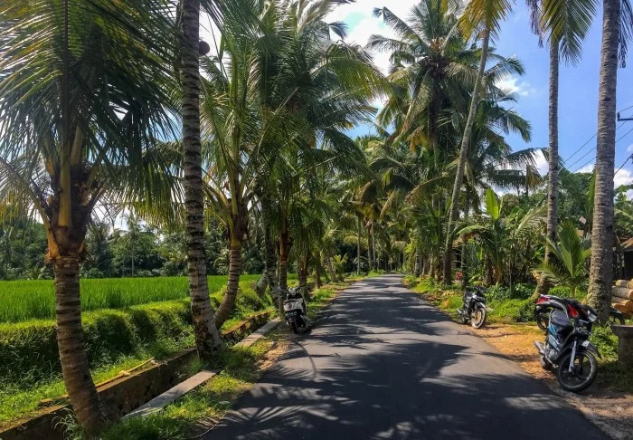 ubud-jungles.jpg