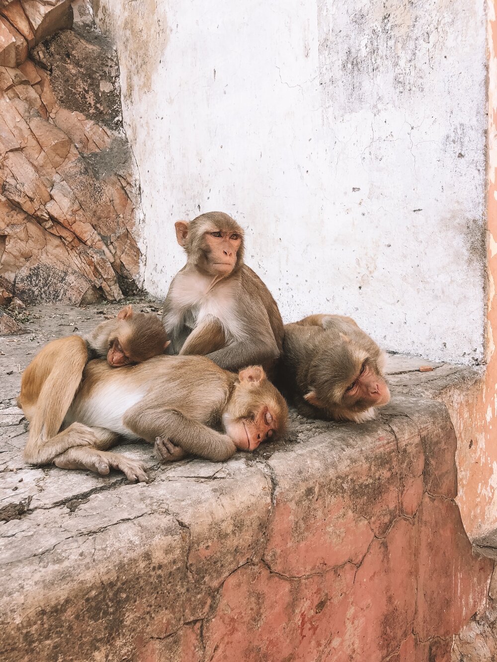 jaipur monkeys.JPG