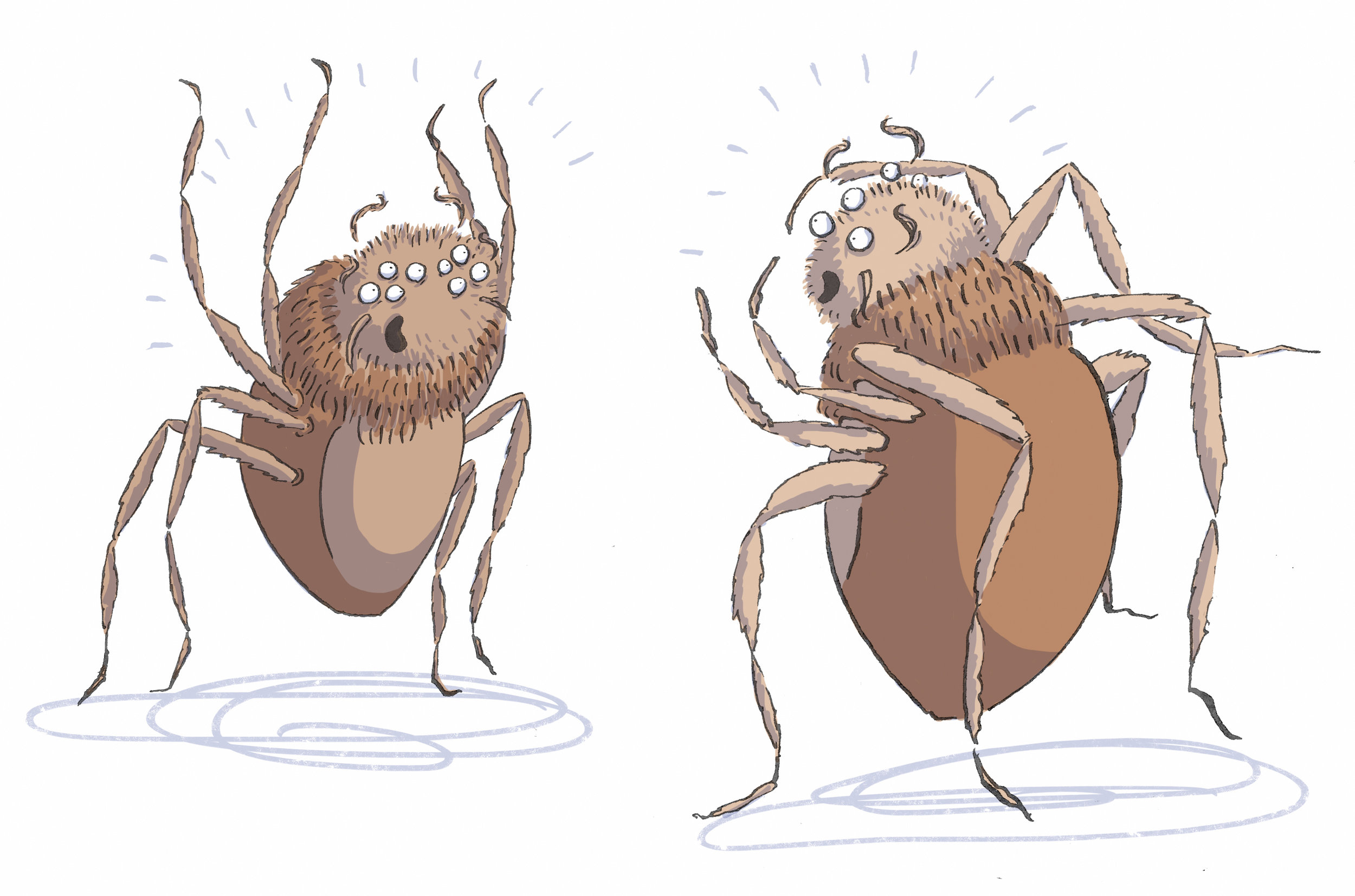 spiders.jpg