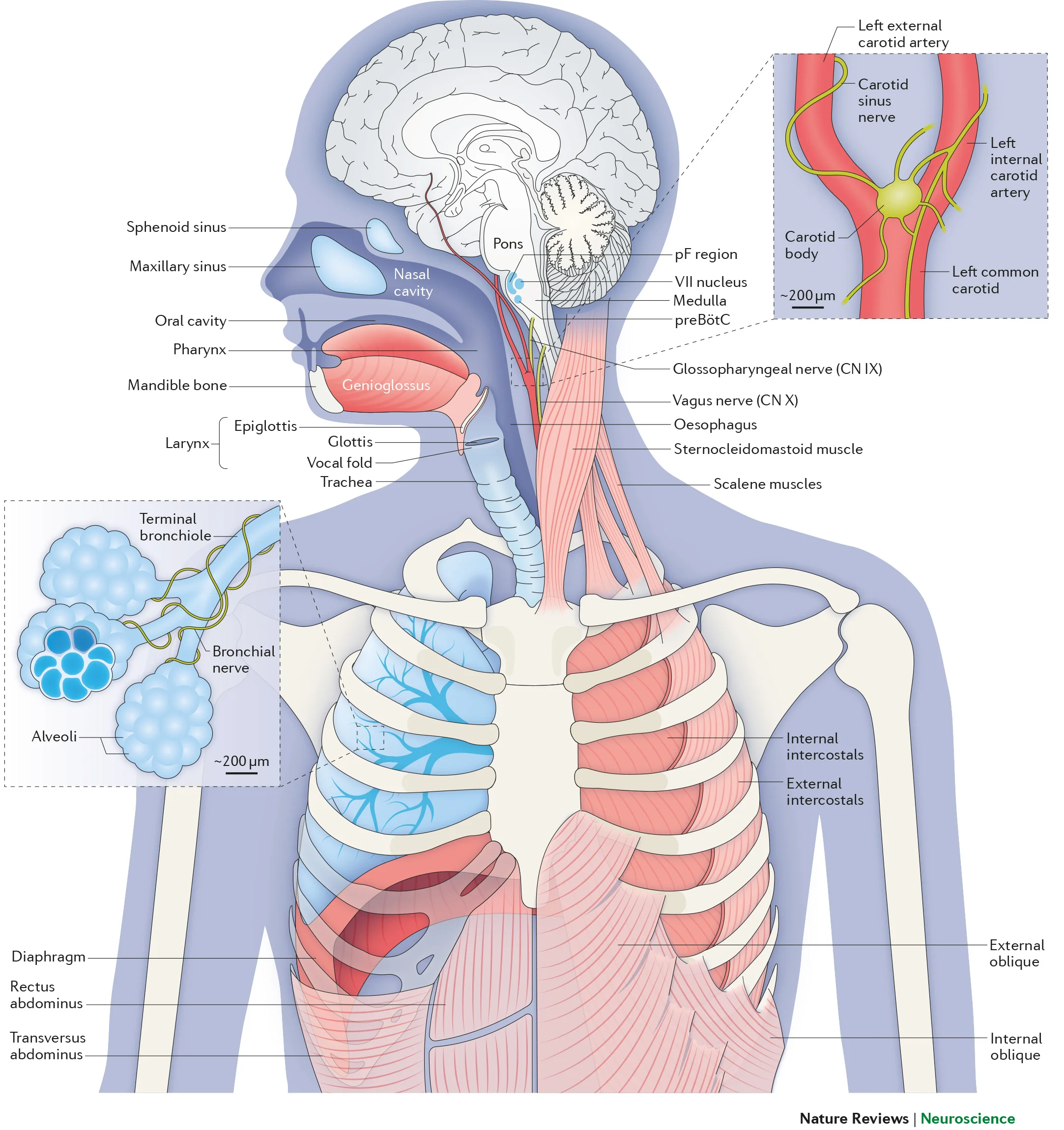 Breathing system.jpg