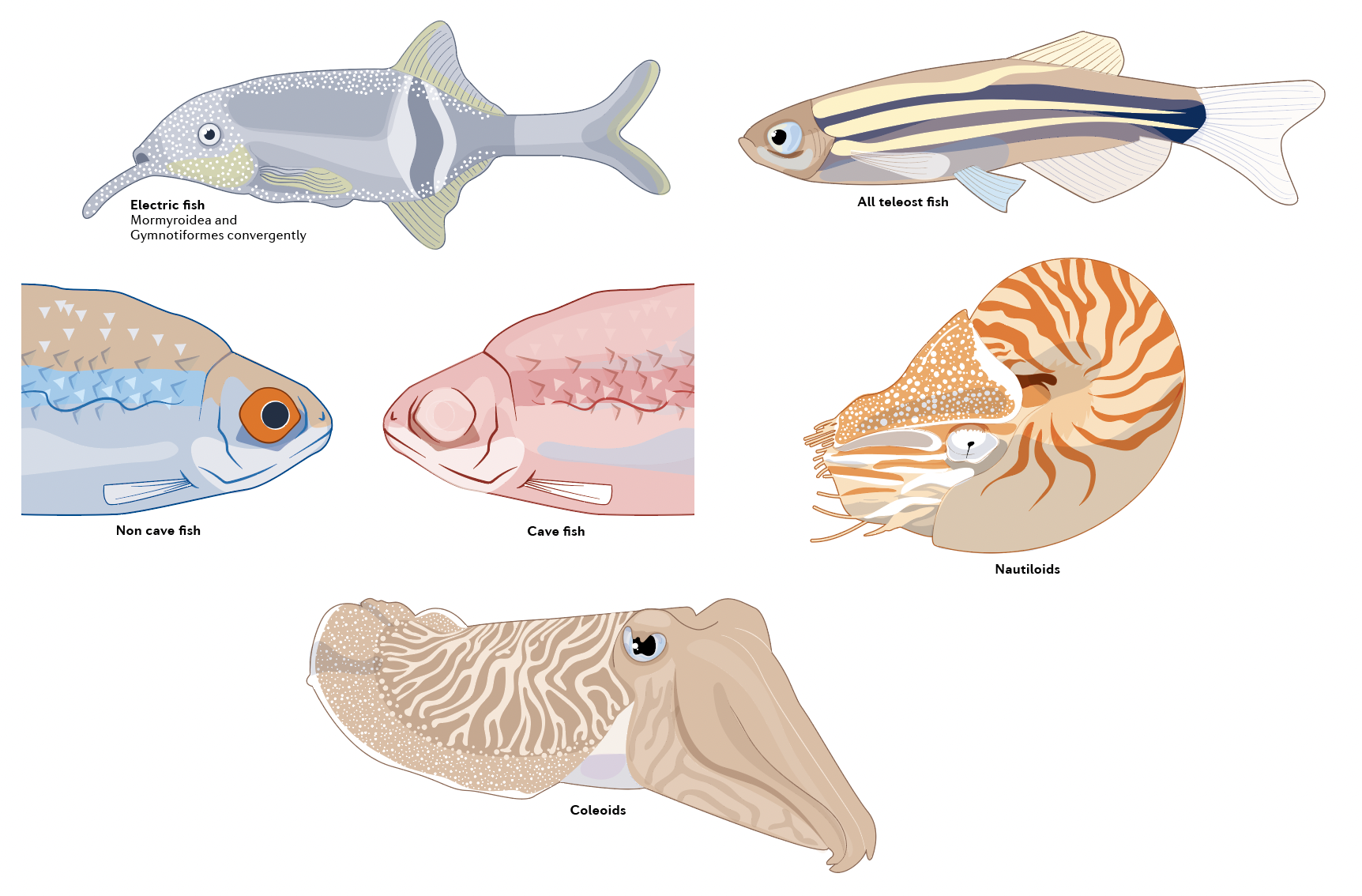 J Vallis Sea creatures.png