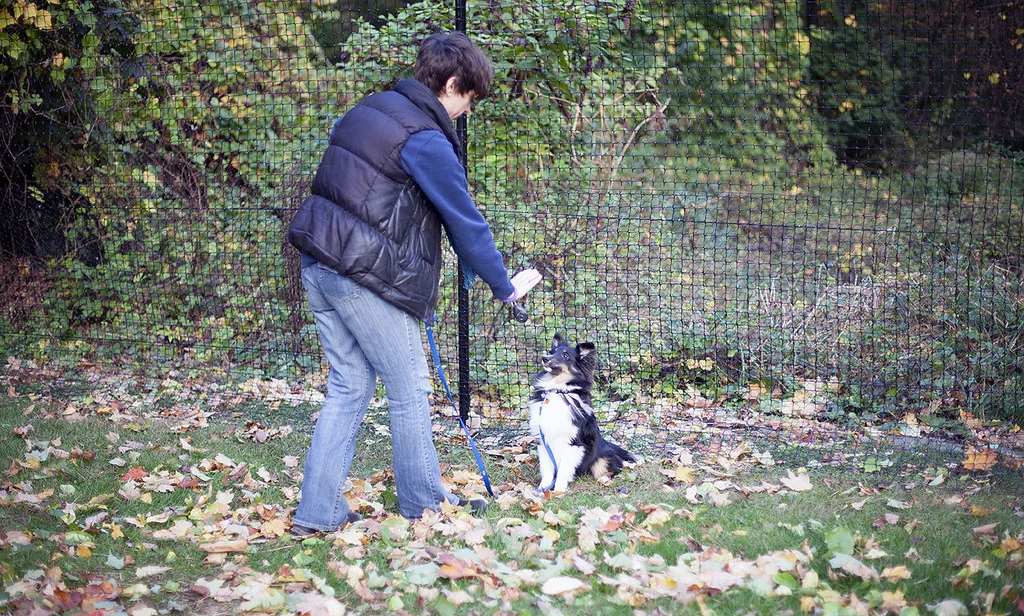 pawsitive walks