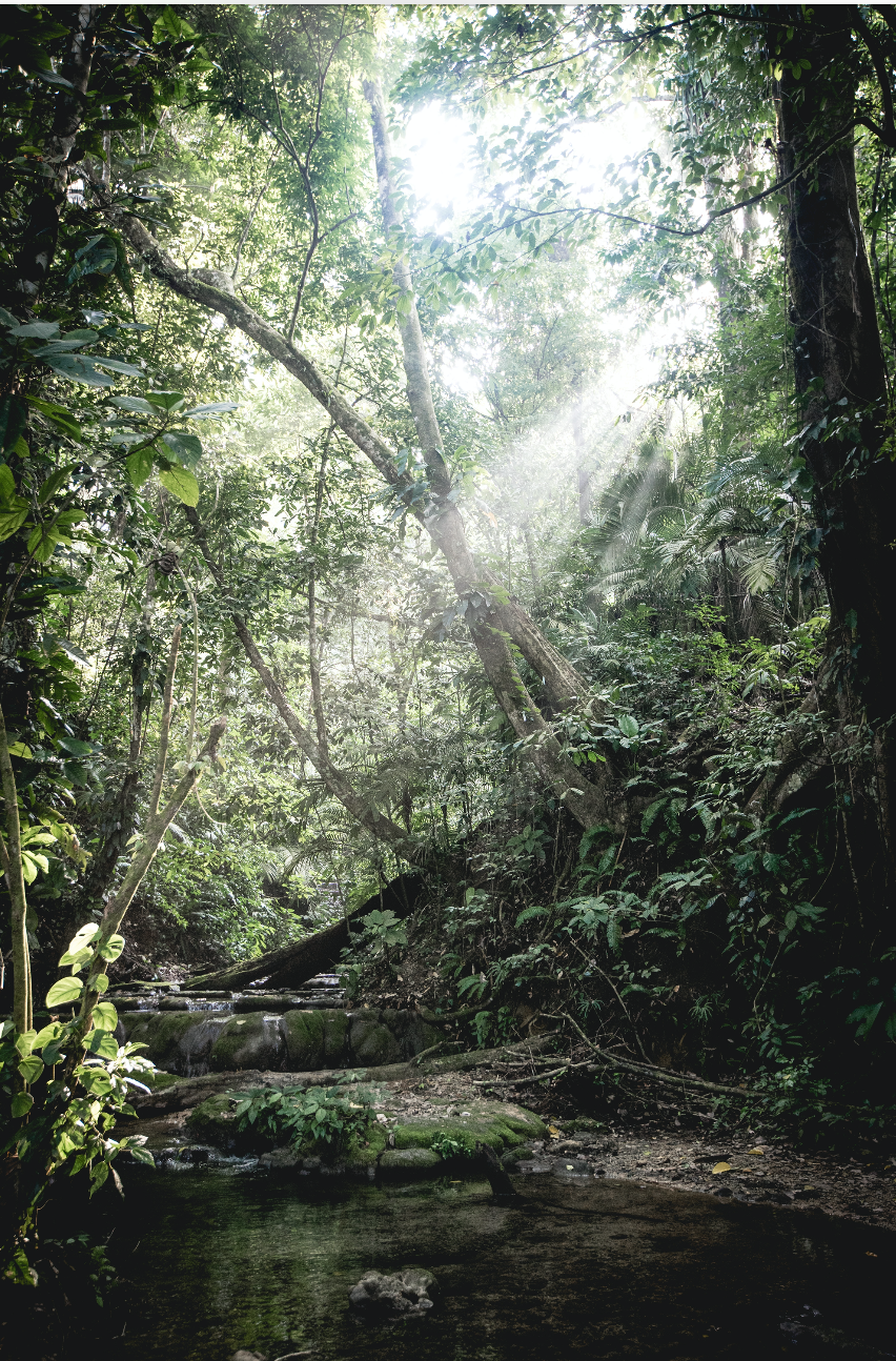 Lacandon Jungle, Chiapas