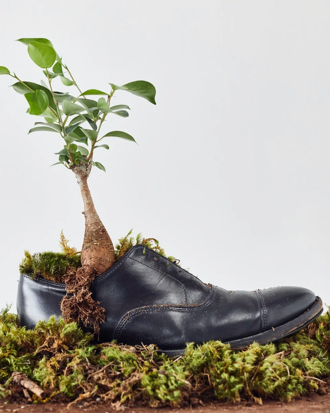 Still LifeSlide 01 - Close Face.jpg