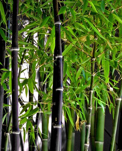 Phyllostachys nigra_Black Bamboo.jpg