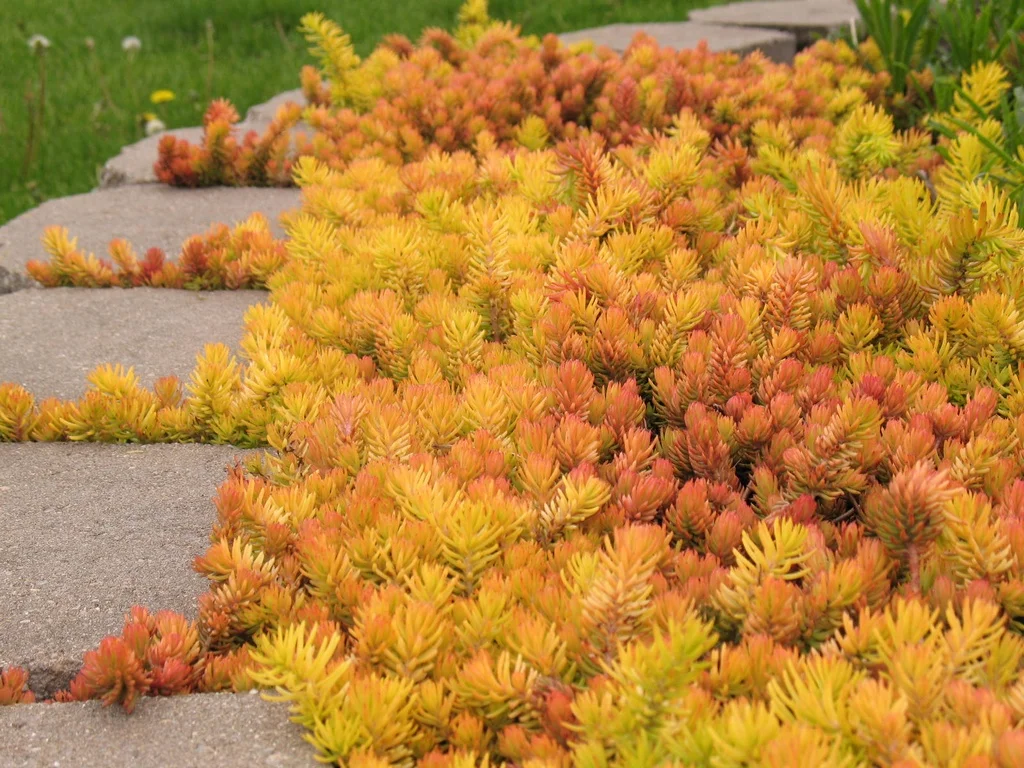 Sedum Angelina fall color.jpeg