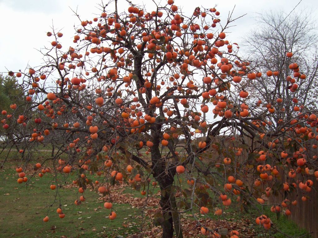 Persimmon.jpg