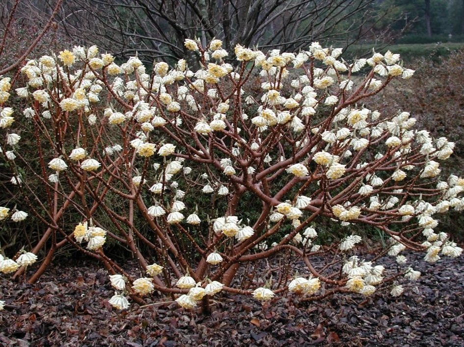 Edgeworthia+chrysantha.jpg