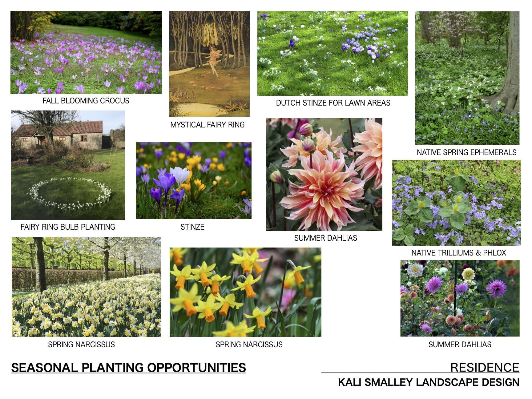 seasonal annuals and bulbs.jpg