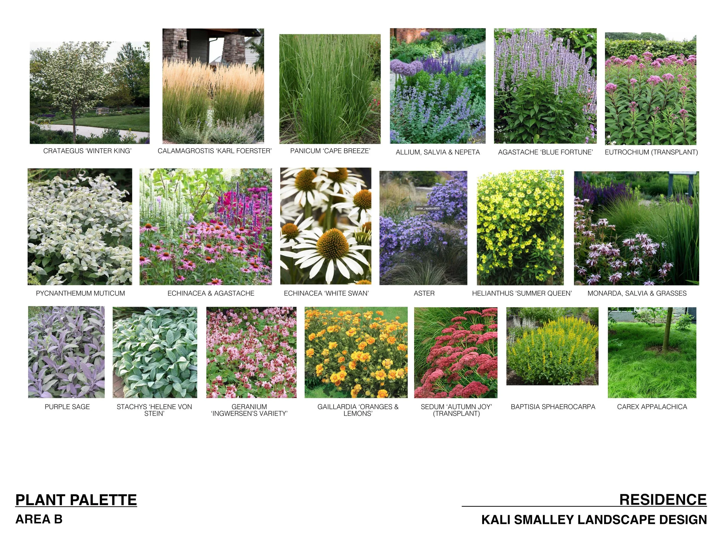 meadow plant palette.jpg