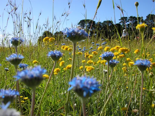 Native_Grassland_by_caleana.jpg