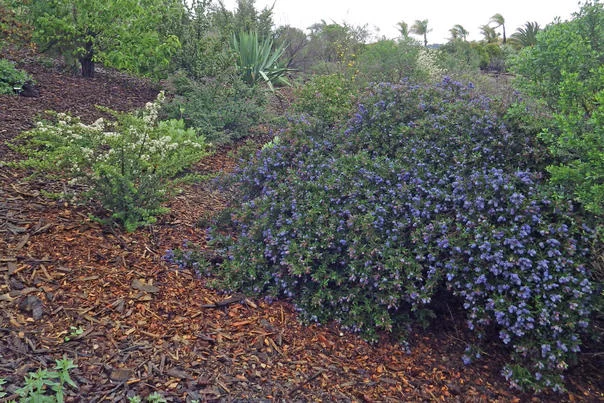 baccharis35.jpg