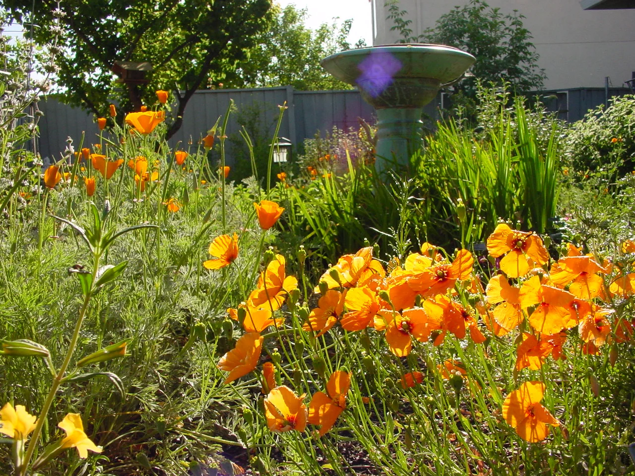 GNGT wind poppies.JPG