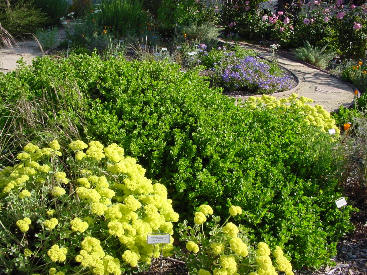 GNGT Sulfur Buckwheat, coyote brush.JPG