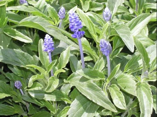 salvia.jpg