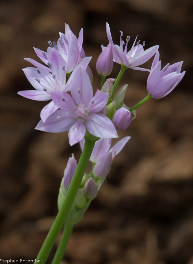Allium
