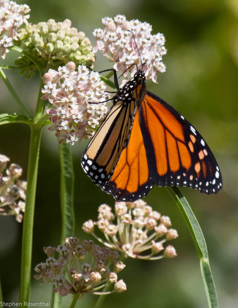 Butterfly on milkweed