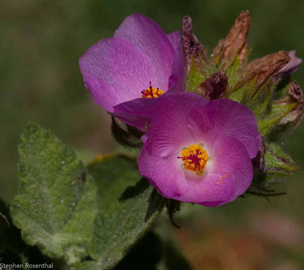 Mallow
