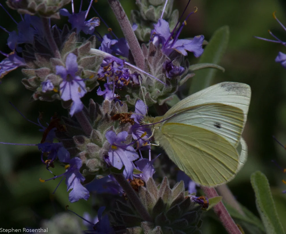 Salvia flower with moth