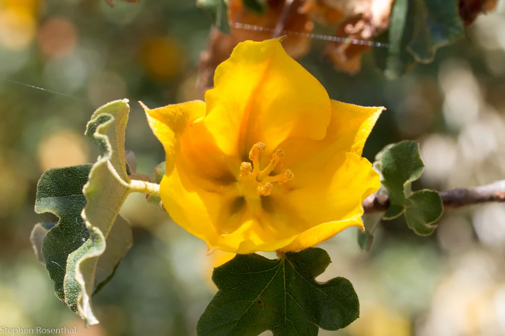 Fremontodendron