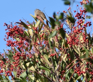 Toyon with berries.jpg