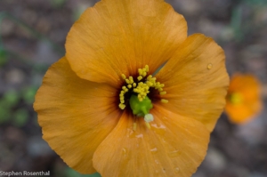 wind poppy.jpg