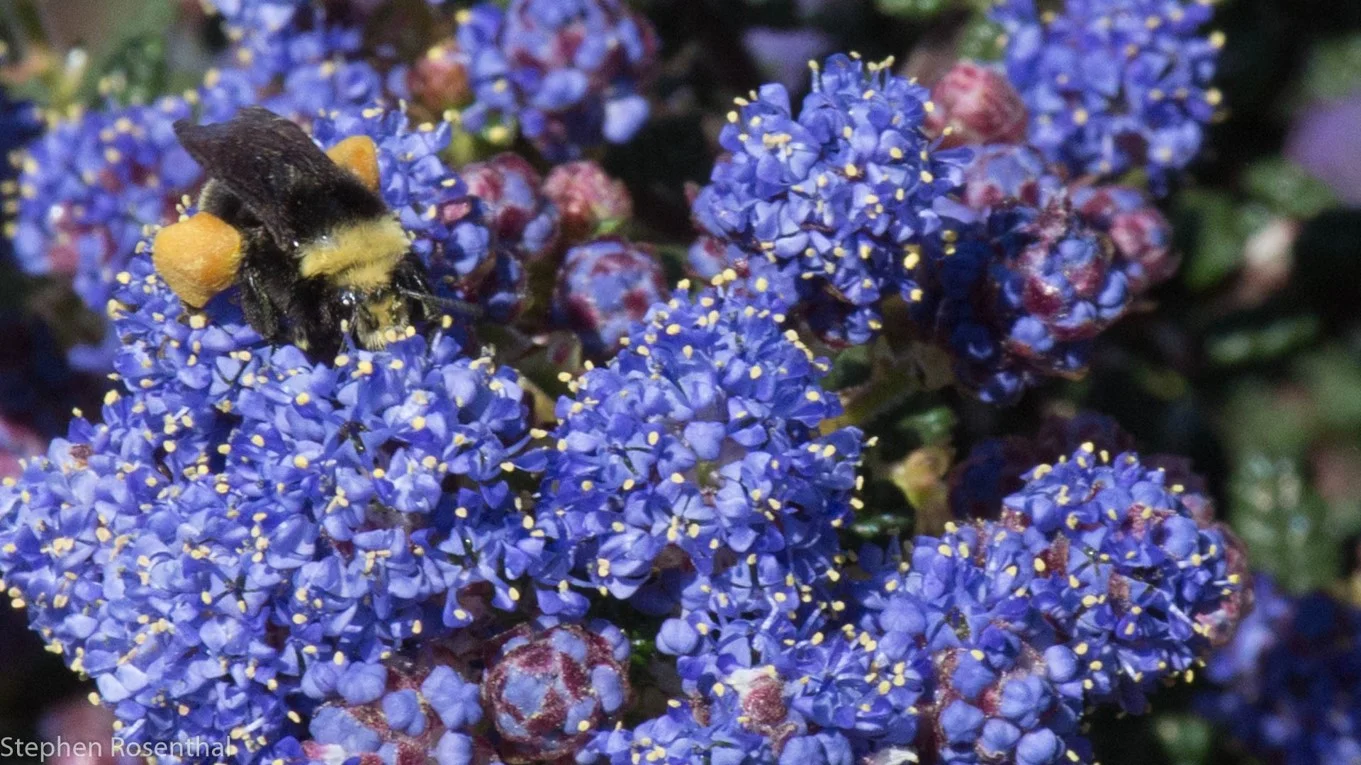 ceanothus julia phelps.jpg