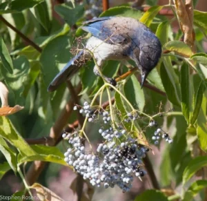 blue elderberry.jpg