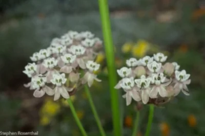 narrow leaf milkweed.jpg