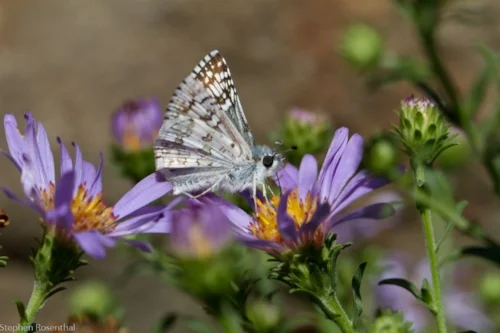 aster.jpg