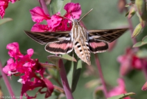 elegant clarkia 2.jpg