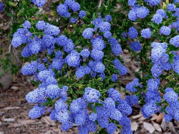4 - Ceanothus.jpg