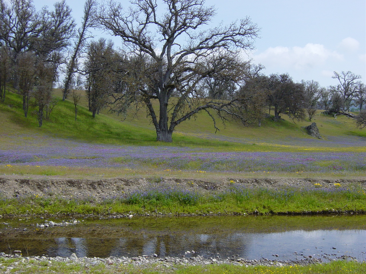 tree field 2.jpg