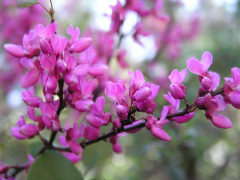 2- Redbud.jpg