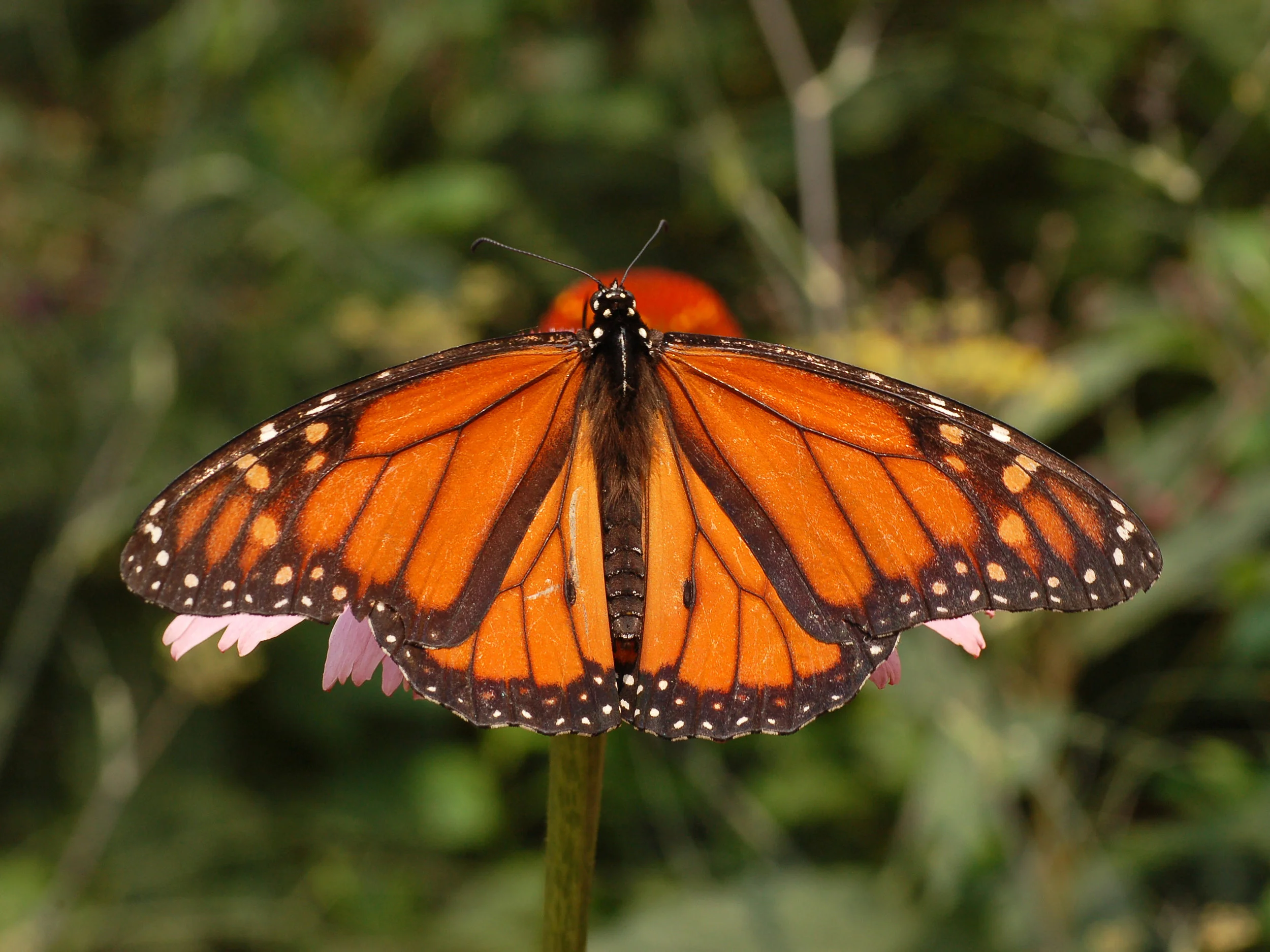 Monarch_Butterfly_Danaus_plexippus_Male_2664px.jpg